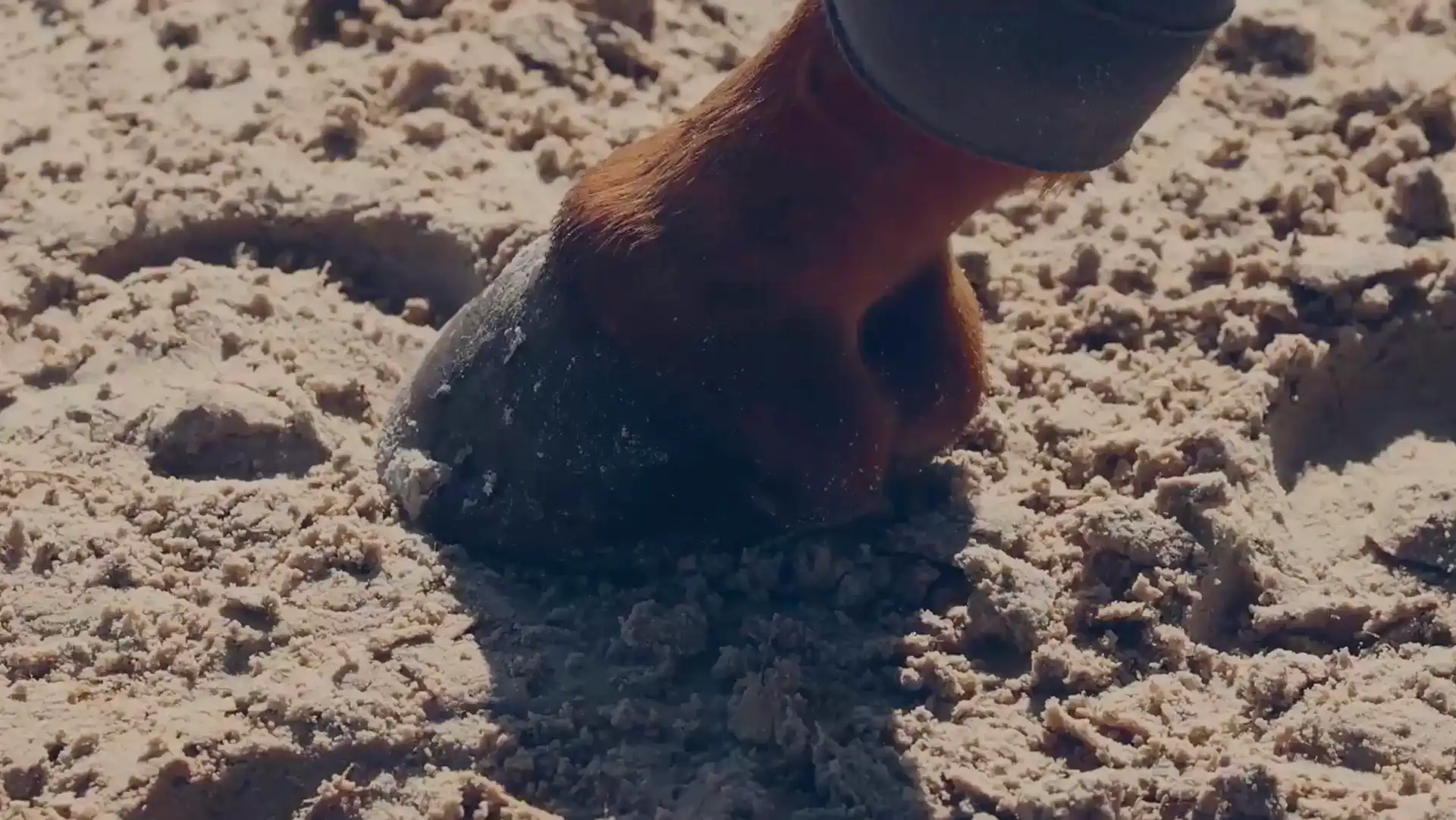 A horse’s hoof pressing into Noviun’s arena footing